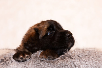 Obraz premium Little leonberger puppy sits at beige background