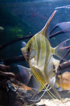 Altum Angelfish (Pterophyllum altum) Tropical fish 