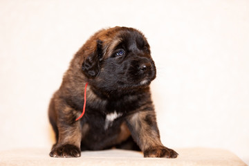 Obraz premium Little leonberger puppy sits at beige background