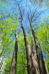 Fresh green foliage of spring trees in the forest in springtime