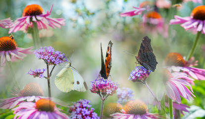 Fototapeta na wymiar butterflies and coneflower close up in the garden
