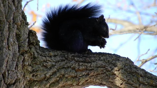 4 K Black Squirrel Eating Nut In Tree On Windy Day