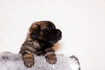 Little leonberger puppy sits at beige background