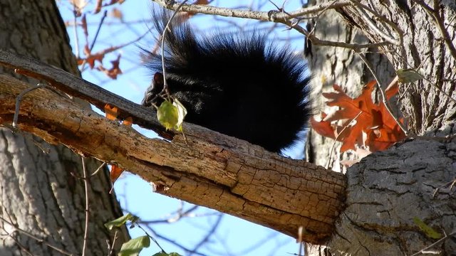4 K Black Squirrel Sitting On Branch On Windy Day