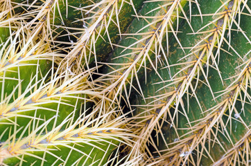 Close Up of Cactus