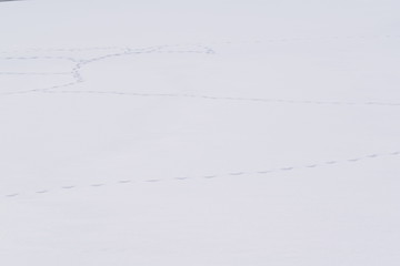 雪の上をさまよう足跡