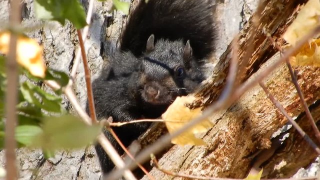 4 K Windy Day Black Squirrel Looking Straight Ahead While In Tree