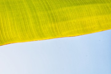 banana leaf with blue sky background