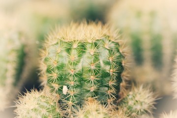 the cactus closeup