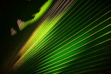 Obraz premium palm leaf tree closeup for background