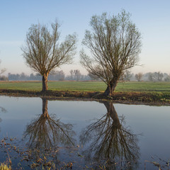 Wierzby nad wodą  © Piotr Szpakowski