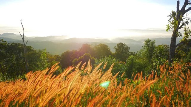 Pennisetum flower in warm sunset.