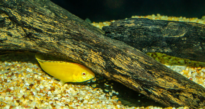 lemon fish cichlid Neolamprologus hiding behind driftwood