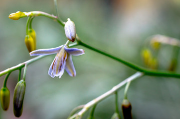 beautiful wild flower