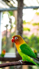 colorful love bird Agapornis fischeri perching on the branch
