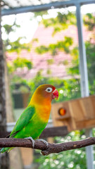 colorful love bird Agapornis fischeri perching on the branch