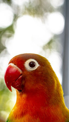 colorful love bird Agapornis fischeri perching on the branch