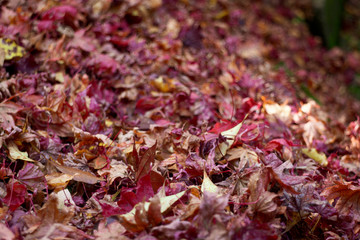autumn leaves