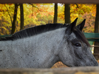Portrait of a horse with a short mane behind the fence