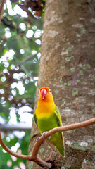 colorful love bird Agapornis fischeri perching on the branch