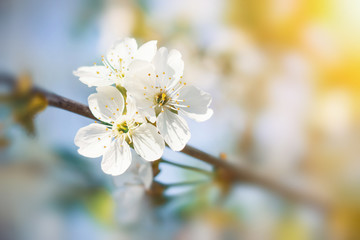 Flourishing cherry closeup with blurred background