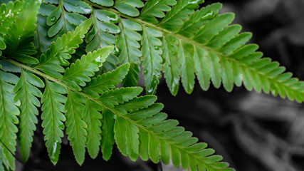 closeup of green fern leaves