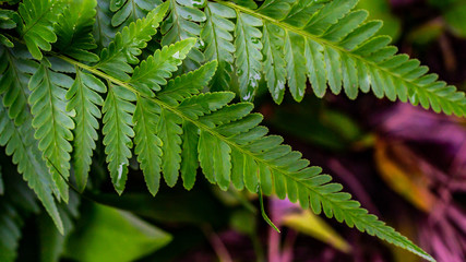 closeup of green fern leaves