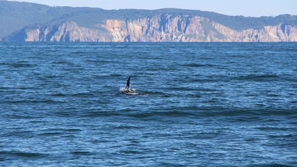 Fototapeta premium The dorsal fin of a killer whale is visible above the waters of the Pacific Ocean near the Kamchatka Peninsula, Russia. Orca is a toothed whale belonging to the oceanic dolphin family.