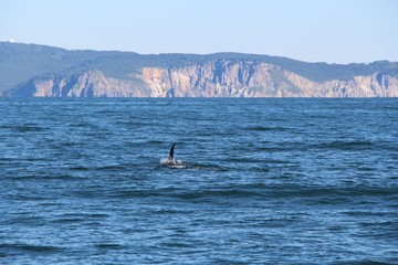 The dorsal fin of a killer whale is visible above the waters of the Pacific Ocean near the Kamchatka Peninsula, Russia. Orca  is a toothed whale belonging to the oceanic dolphin family.