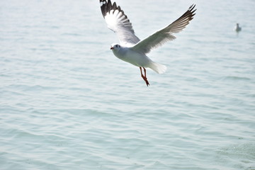 seagull in flight over Chilika lake.