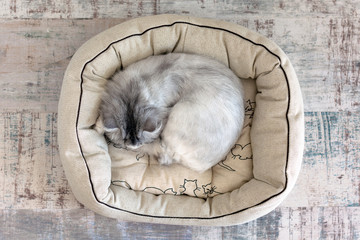 Cat sleeping in cat bed, view from above