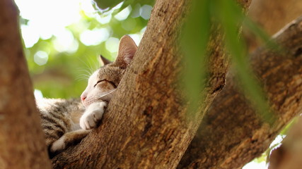 The cat is sleeping on the tree.