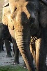 Elefant Portrait
