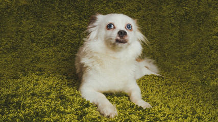 White, fluffy dog breed Spitz resting on the carpet, simulating grass. Portrait of funny dog