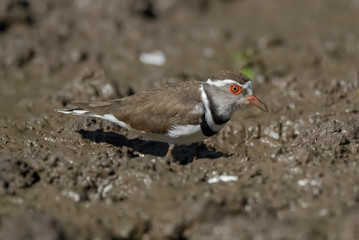 Three banded plover.Charadrius tricollaris, Kruger National Park, South Africa.
