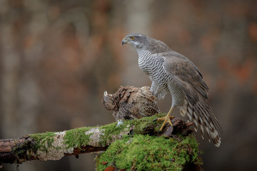 Mature wild female goshawk
