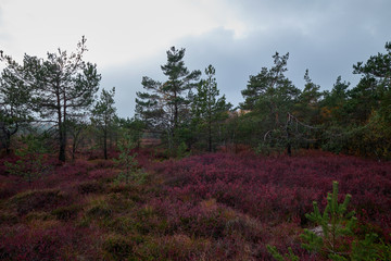 Obraz premium NSG „Schwarzes Moor