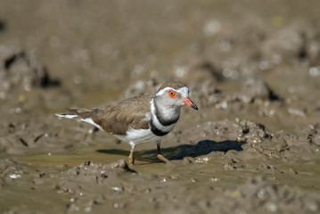 Three banded plover.Charadrius tricollaris, Kruger National Park, South Africa.