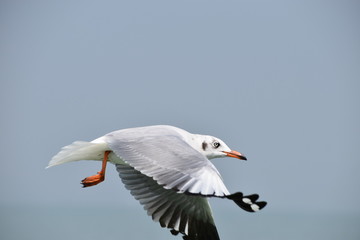 seagull in flight in the sky.