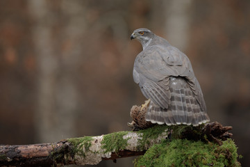 Mature wild female goshawk