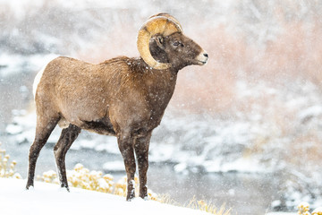 Naklejka premium Bighorn in the Snow