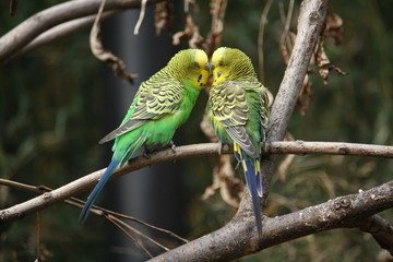 Wellensittich Pärchen küsst sich
