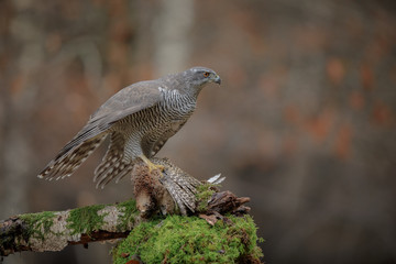 Mature wild female goshawk