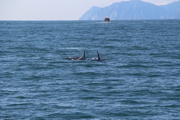 A pair of killer whale dorsal fins are visible above the waters of the Pacific Ocean near the...