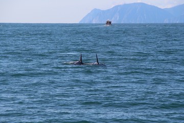 A pair of killer whale dorsal fins are visible above the waters of the Pacific Ocean near the...