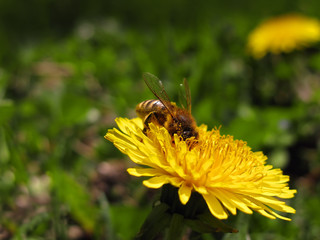 Bee in pollen on  yellow flowers dandelion.