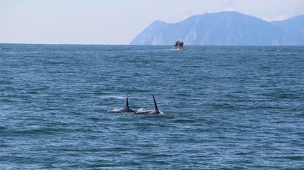 Naklejka premium A pair of killer whale dorsal fins are visible above the waters of the Pacific Ocean near the Kamchatka Peninsula, Russia.