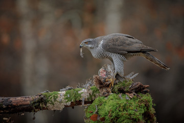 Mature wild female goshawk