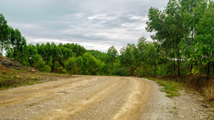 country dirt road surrounded with eucalyptus trees, Kutai Kartanegara
