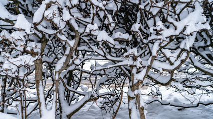 bushes of trees in the snow in winter park